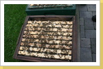 Meine ersten Bienen